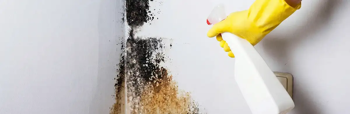 visible mold growth on an interior wall being treated during mold removal service in Chandler, AZ